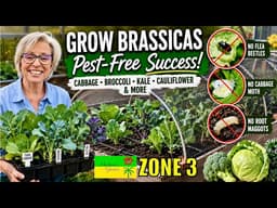 All About Growing Brassicas Seed to Harvest |  Cold Climate Gardening