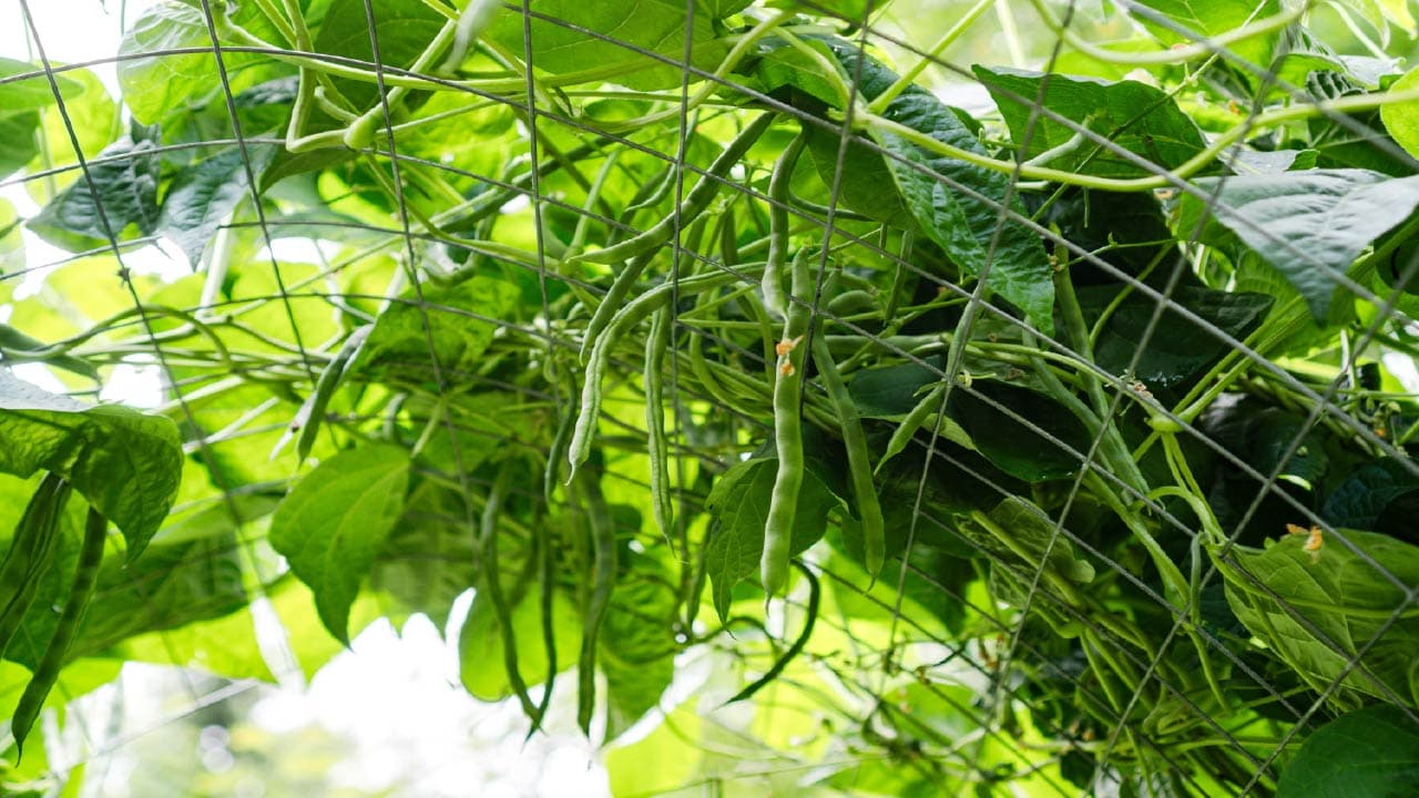New Garden Ideas and Tips to Try in 2026 - DripWorks