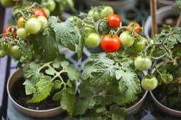 The One Product Tomato Experts Say You Need for Bigger, Healthier Plants in Pots