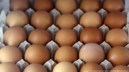 US: 19 million eggs recalled over salmonella risk