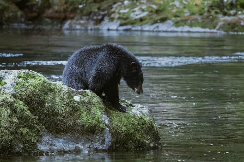 Black Bear Watching in the Alberni Valley