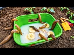 This SLUG TRAP is PURE GENIUS! No chemicals needed (MUST TRY)