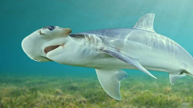 This shark eats seagrass - and scientists can't explain it | Watch