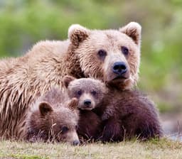 UPDATE: Aerial Bear Killings Resume In Alaska As Conservation Groups Continue Legal Fight