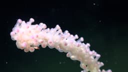 One of the world’s largest deep-sea coral reefs discovered off Argentina