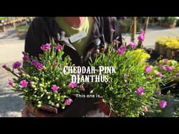 Deer-Resistant Perennials with Will!