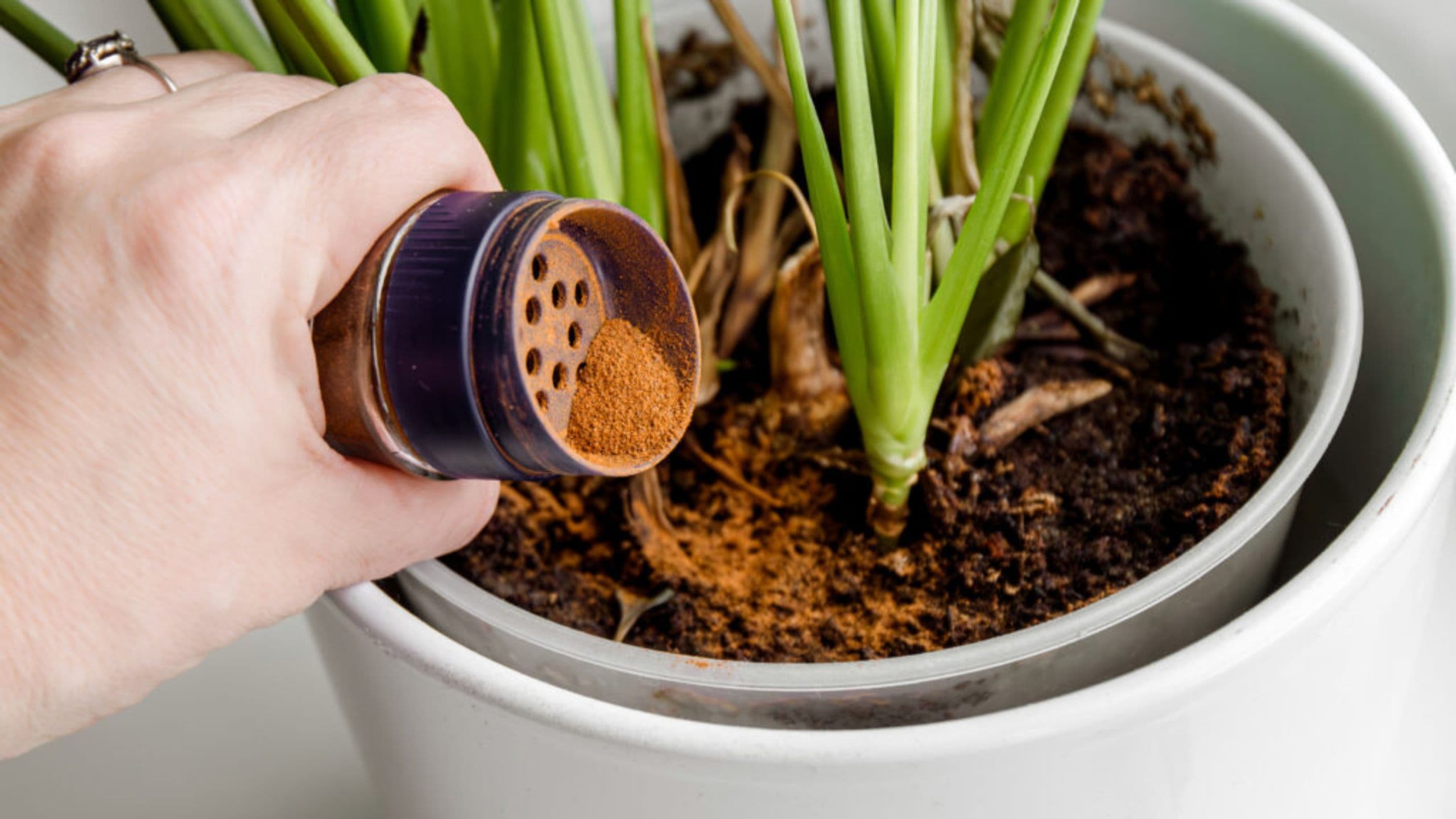 People Are Putting Cinnamon in Their Gardens for Surprisingly Smart Reasons