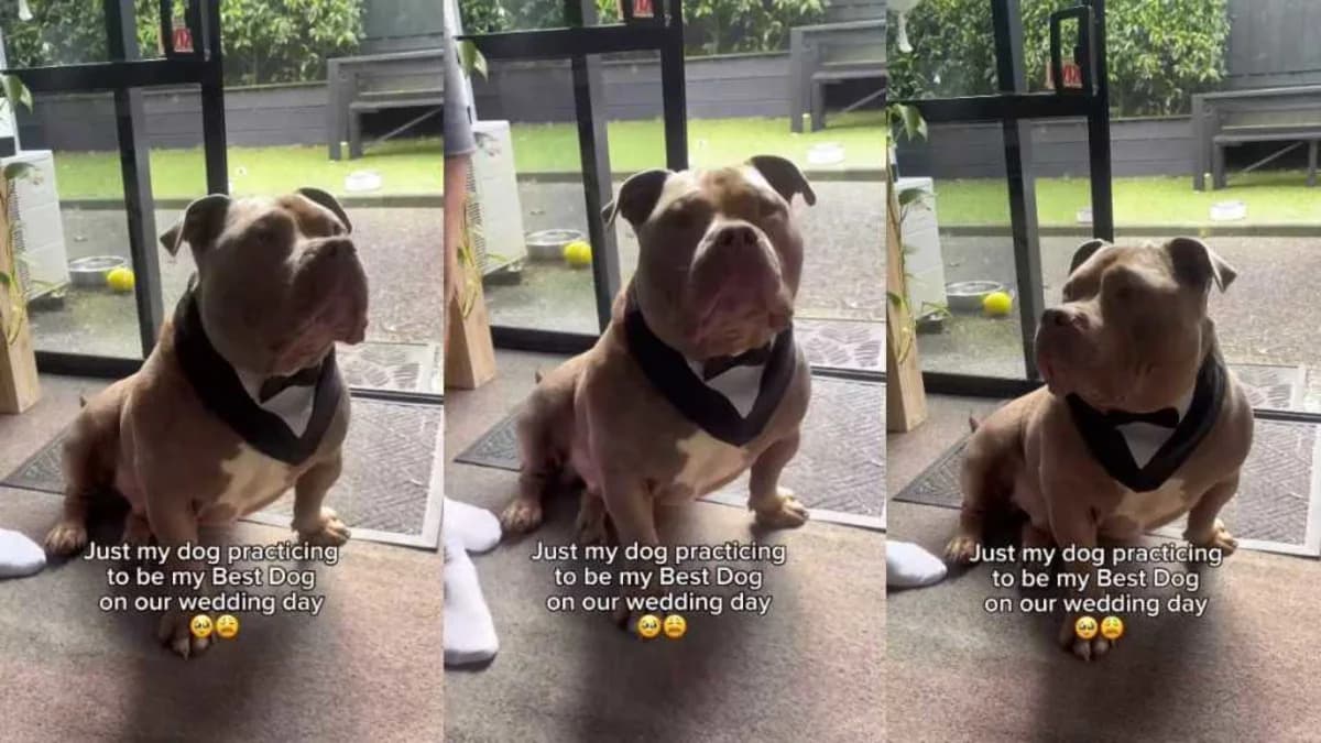 Dog Waits in His Little Wedding Outfit, & His Serious Face ...