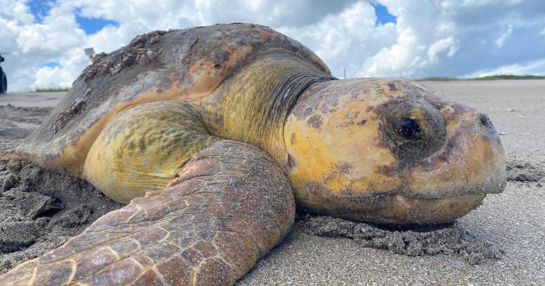 Sea turtle conservation meets nuclear power