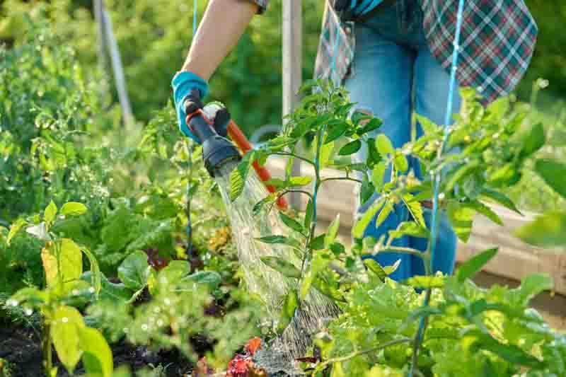 How Often Should You Water Tomato Plants? - Gardenia.net