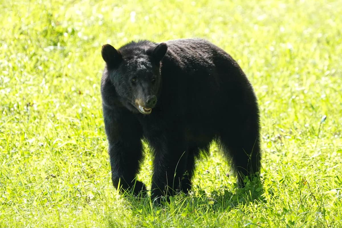 Spotting a black bear in Middle Tennessee? Here's what to ...