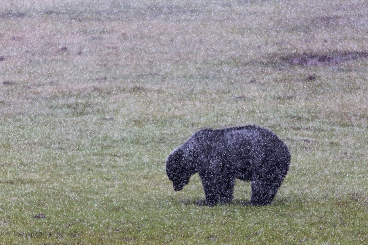 When Do Bears Hibernate in Alabama? - MyWild