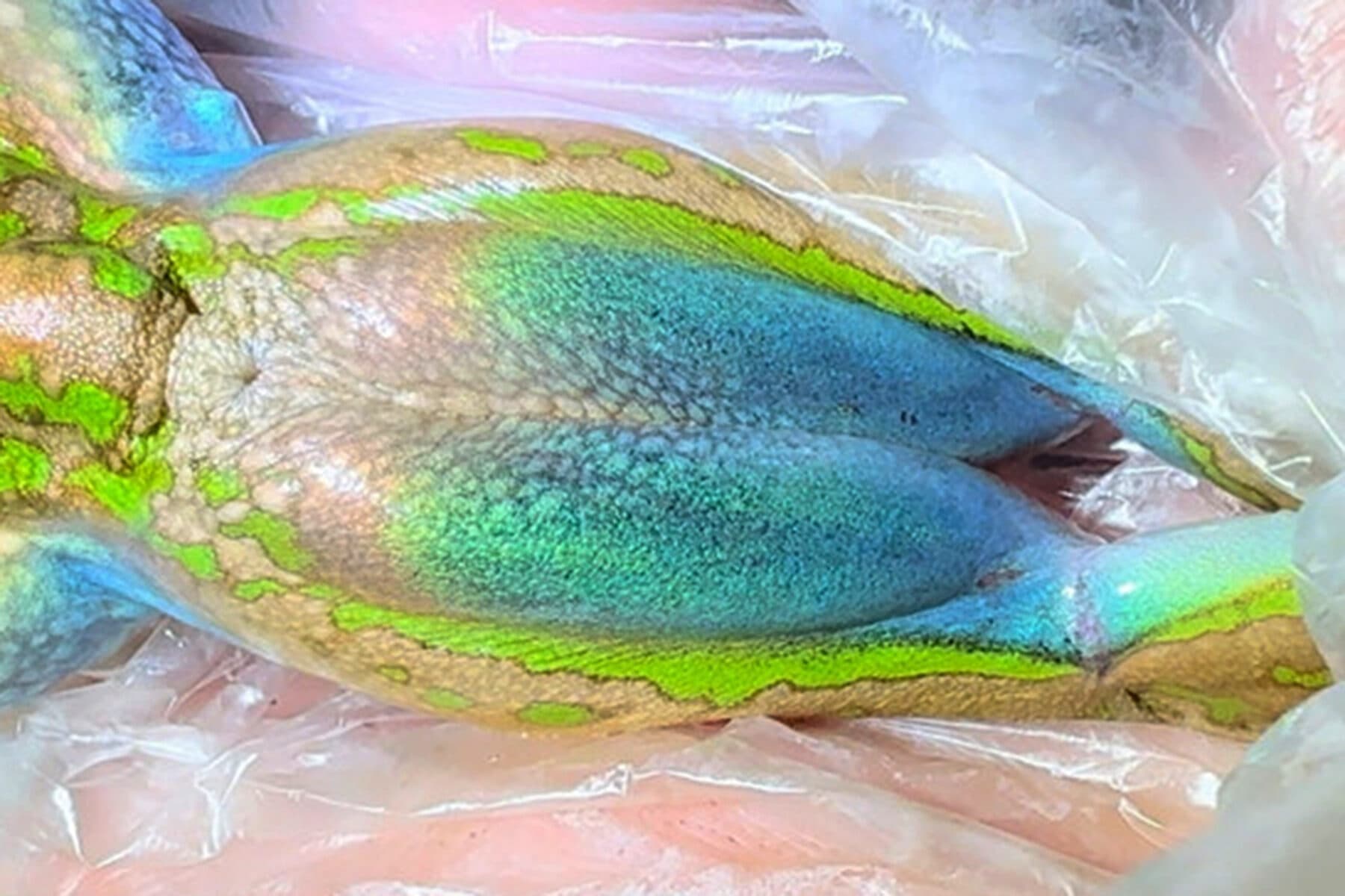 'Colour-shifting' discovered in Aussie frog