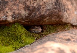 New Ancient Endangered Reptile Discovered in NSW: Only 20 Left