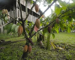 Cacao and timber: Investing in the restoration of La Moskitia
