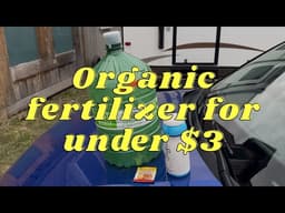 MAKING YEAST FERTILIZER FOR UNDER $3 TO IMPROVE SOIL HEALTH 