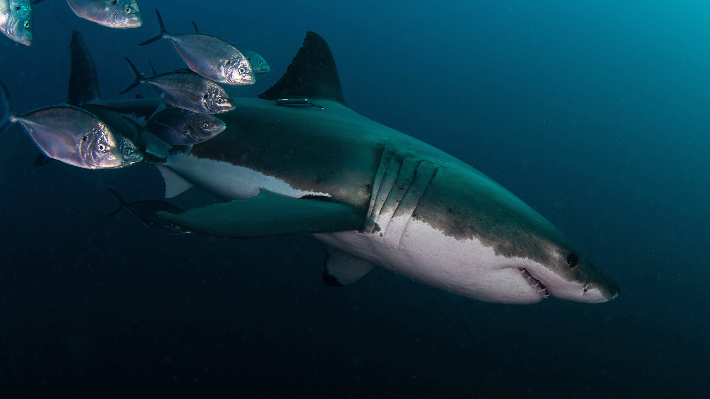 Critical shark and ray habitats in Western Indian Ocean largely unprotected: Study