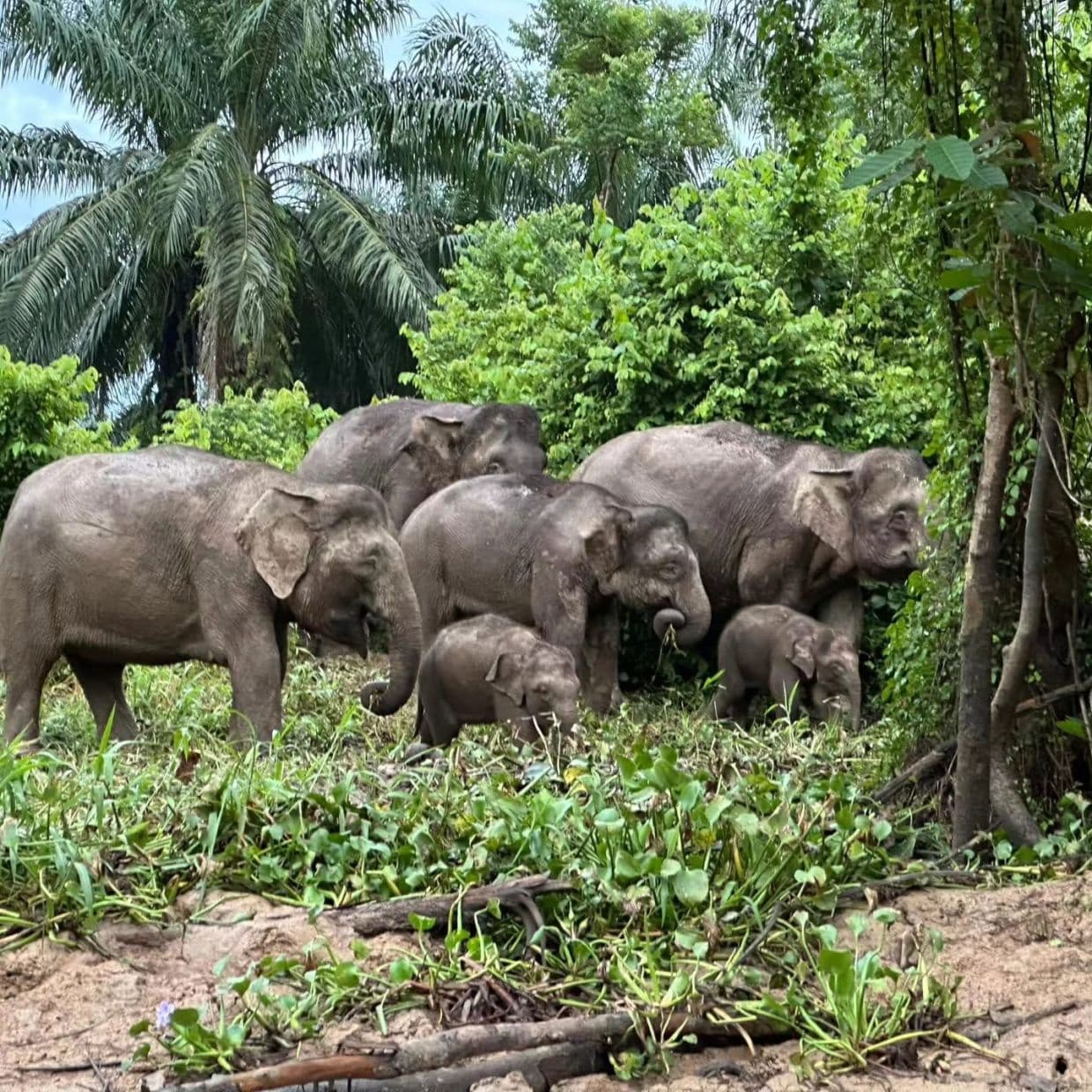 Untamed development fuelling wildlife conflict