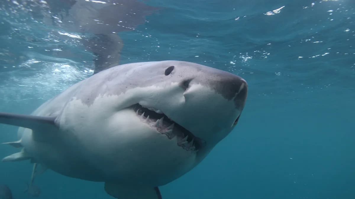 Drone captures juvenile great white shark biting kayaker's camera off ...