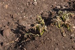 The Real Reason Your Seedlings Keep Dying After ...