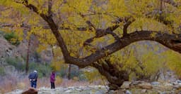 Hunting the Stone: Suiseki in the West