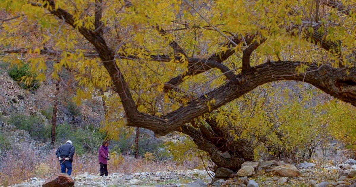 Hunting the Stone: Suiseki in the West