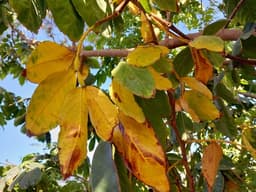 Leaves turning YELLOW and falling off? Here are the 3 reasons why.........