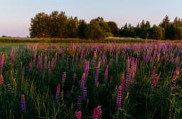 Natural Recovery Turns Abandoned Farmland into Wildflower ...