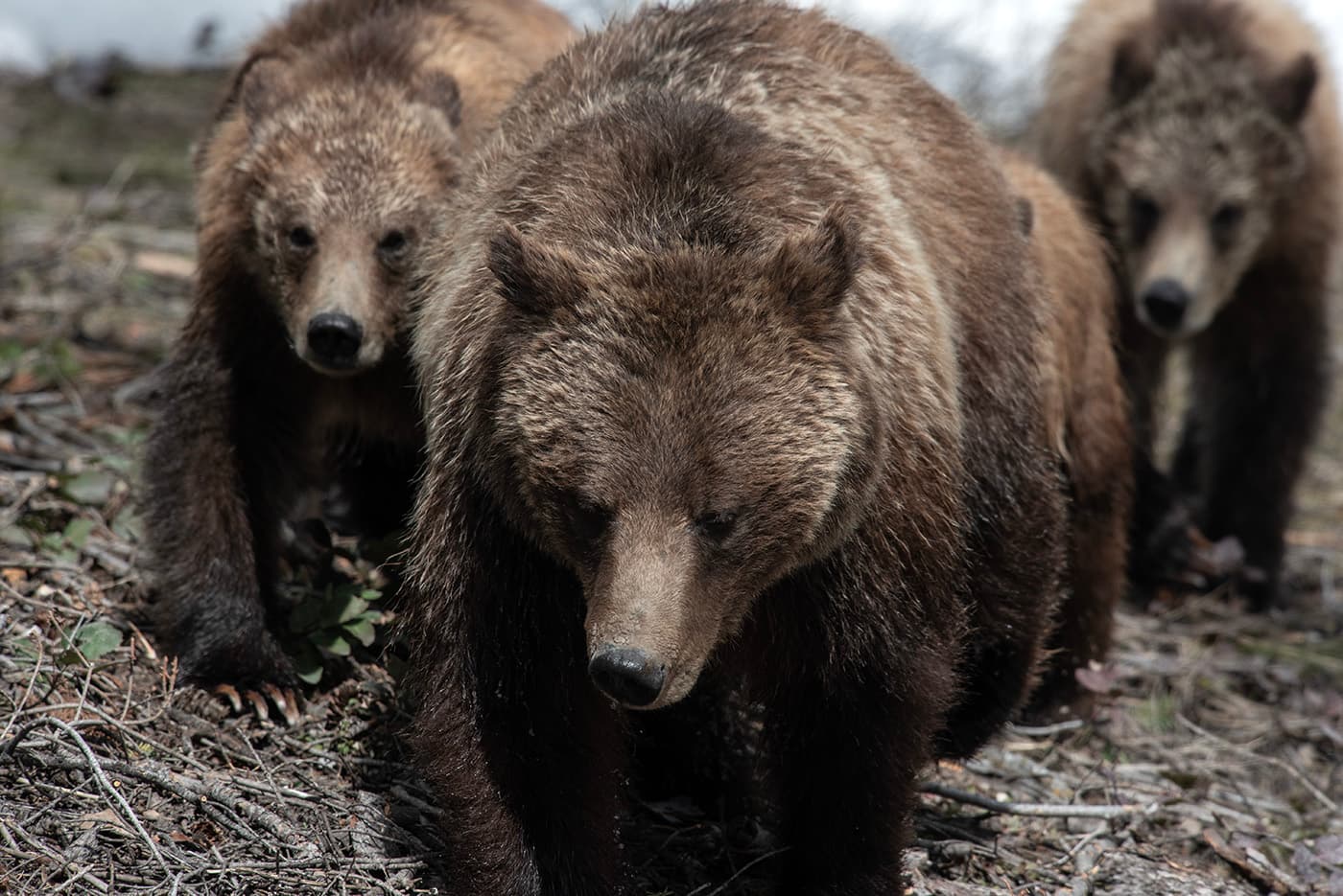 Feds push state management for threatened grizzly bear