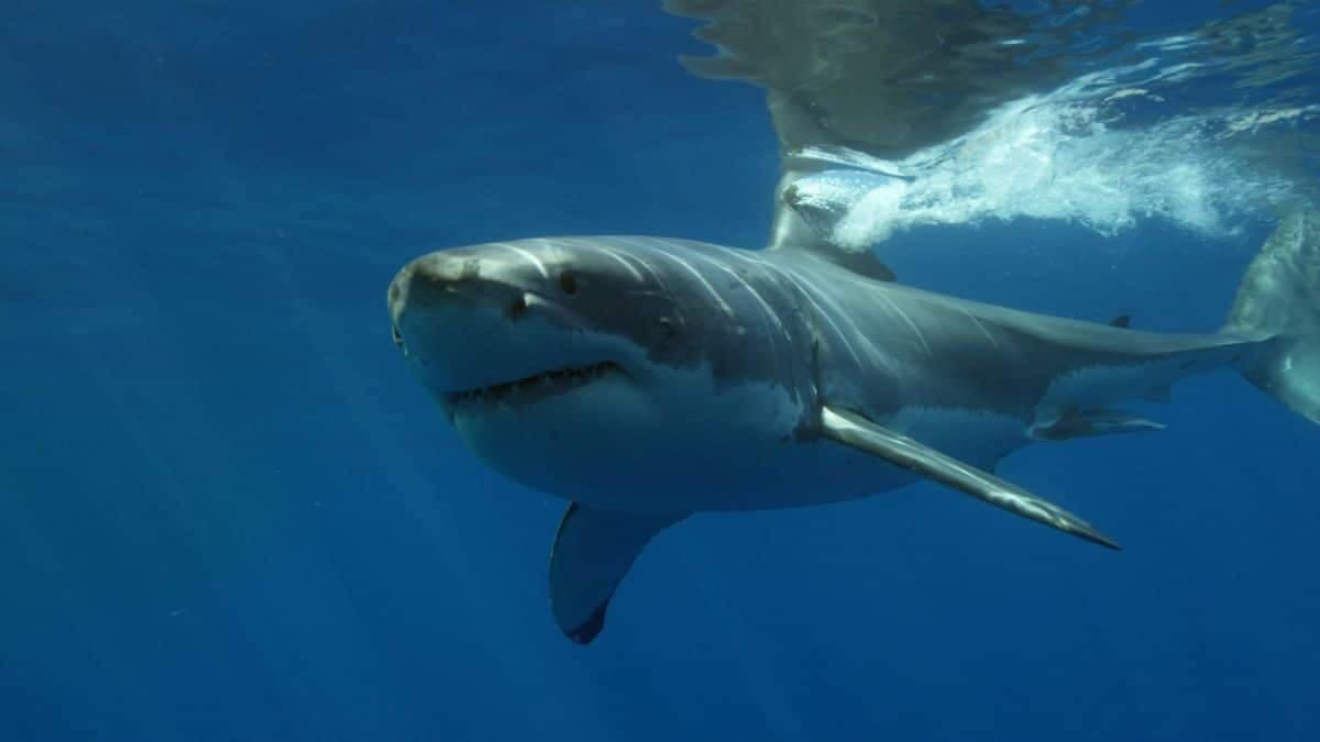 Great White Shark’s Rare Gulf Migration Stuns Scientists