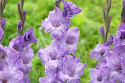 Gladiolus Growing Zone Guide for a Stunning Summer ...