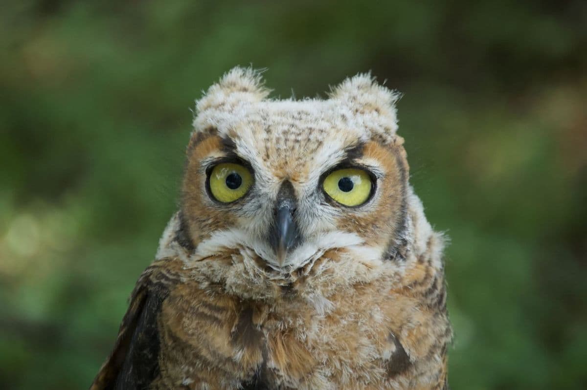 Birds of Prey: Last Chance Forever - Events in Beeville
