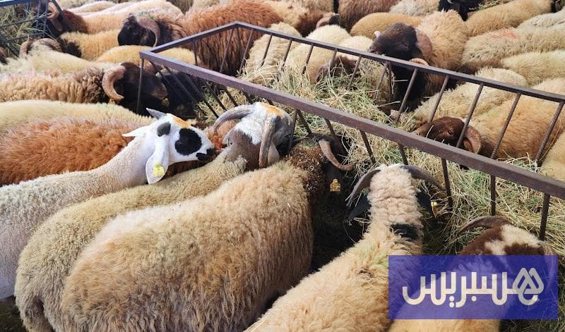 أسواق الماشية تسجل "ضعف الإقبال"