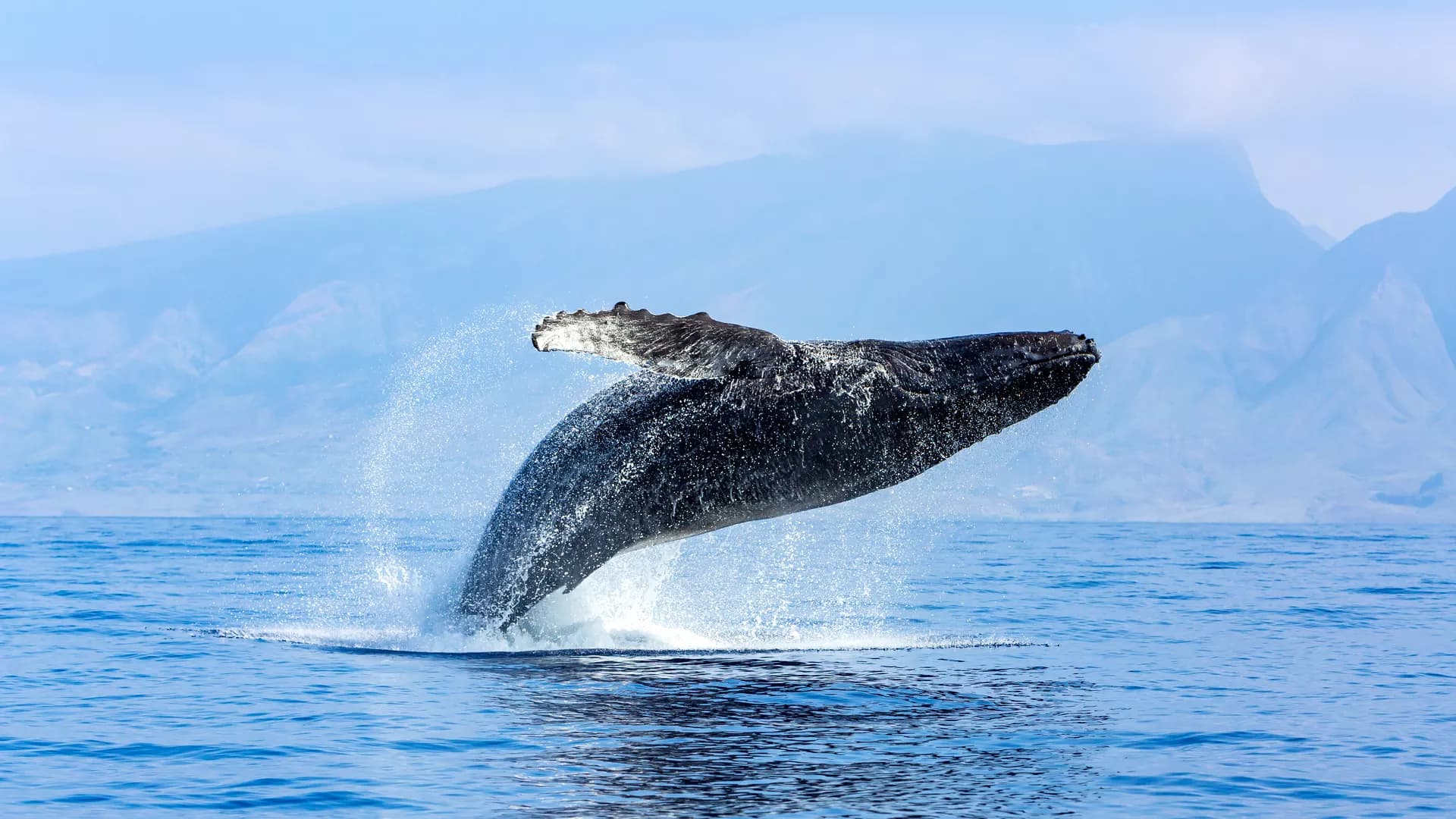 Frontiers in Marine Science | Deep-Sea Environments and Ecology