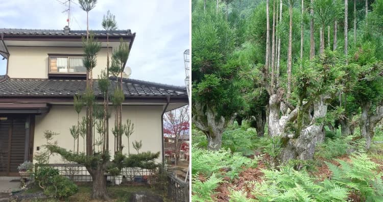 Daisugi: The 600-Year-Old Japanese Technique for Growing ...