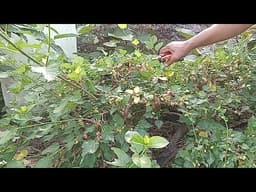 PRUNING BONSAI MURBAY 