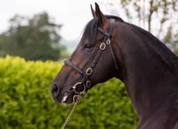 Sun Goddess Snags TDN Rising Star Rosette in Ireland, Albany Beckons