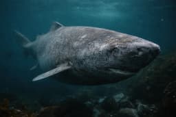A 392-year-old Greenland Shark that was located in the Arctic Ocean. He’s been wandering the ocean since 1627 – Beyond Hurstville