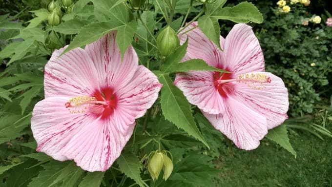 FLIMBY: Hardy hibiscus adds big tropical impact