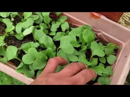 Small Space Garden Container Pot ideas - The £19 Pot Part 4