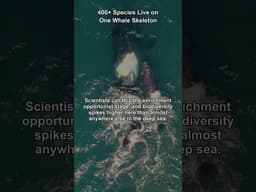 A Dead Whale Feeds the Ocean Floor for 100 Years
