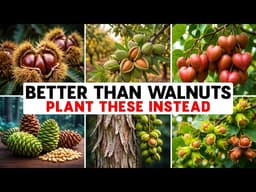 13 Nut Trees More Productive Than Walnut (That Nobody Plants)