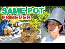 Root Pruning a Meyer Lemon, With Results