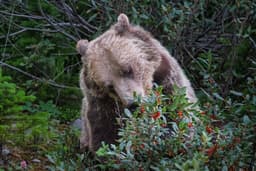 It's berry season — and the bears know it too