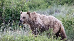 Federal Agencies Shrink "Secure Habitat" for Grizzly Bears From 2,500 Acres to 1 Acre for Logging Project in Montana