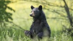 Auburn police remind community of bear presence, safety