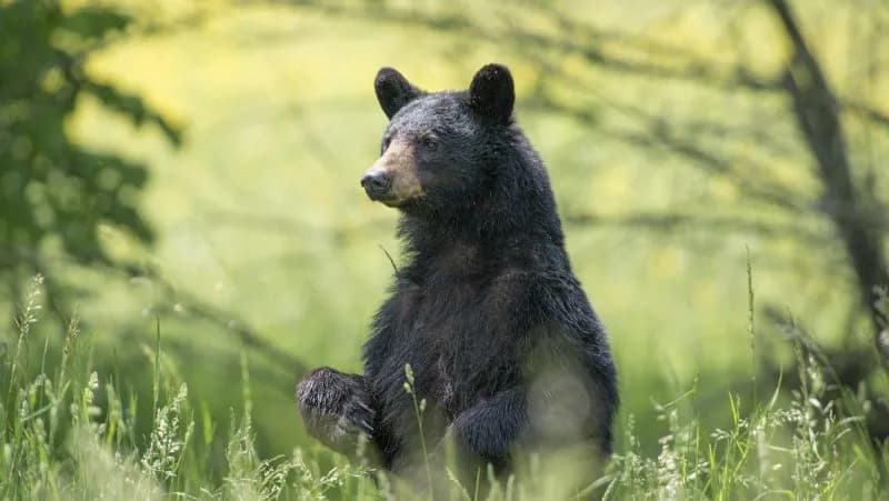 TWRA urges public safety as bear sightings increase in spring