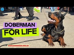 European Doberman Puppy for Family and Home | Health Tested | From Island Korsika