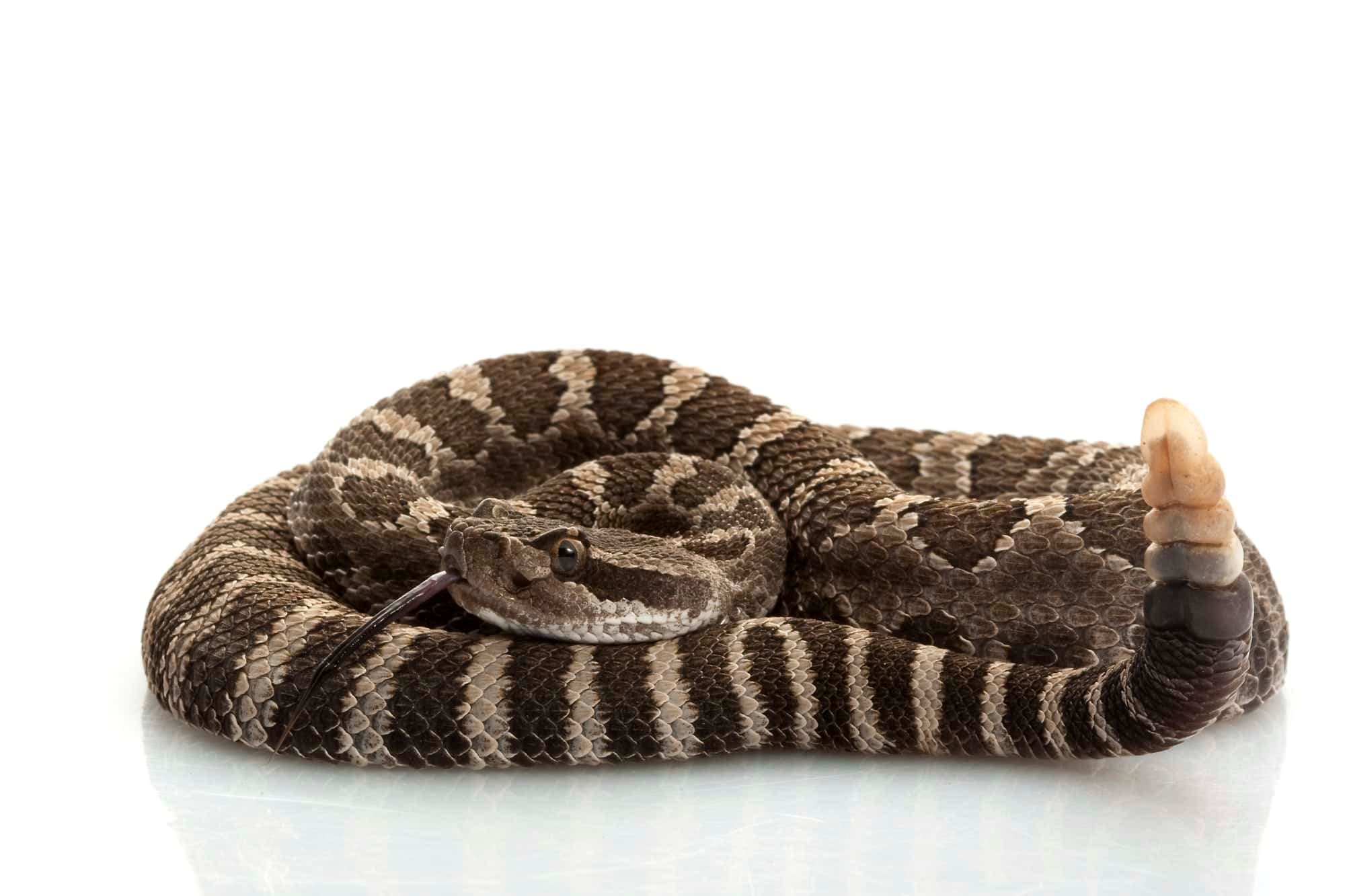 Rattlesnakes of San Francisco