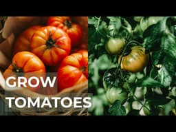 How to Grow Tomatoes for Beginners (Step-by-Step Guide)